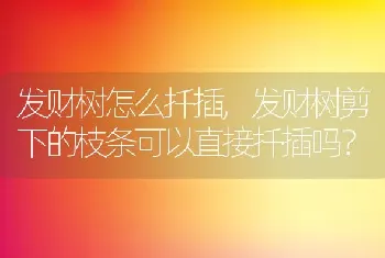 发财树剪下的枝条可以直接扦插吗