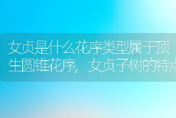 西瓜属于什么科