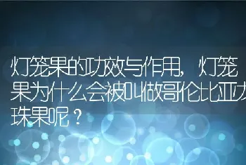 灯笼果为什么会被叫做哥伦比亚龙珠果呢