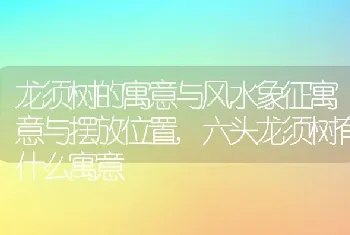 龙须树的寓意与风水象征寓意与摆放位置