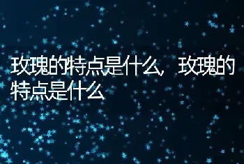 玫瑰的特点是什么