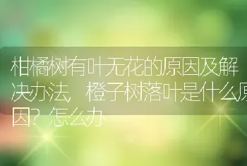 橙子树落叶是什么原因怎么办