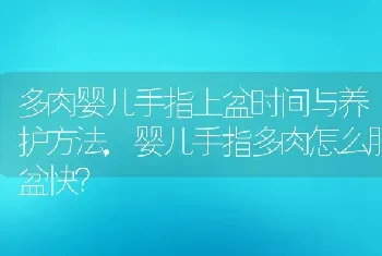 婴儿手指多肉怎么服盆快