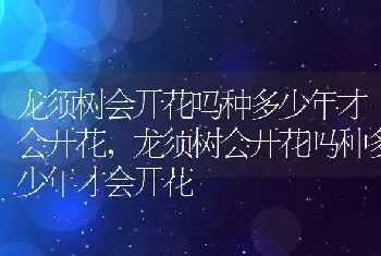 龙须树会开花吗种多少年才会开花