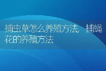 捕虫草怎么养殖方法