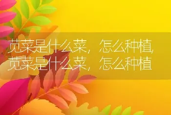 苋菜是什么菜