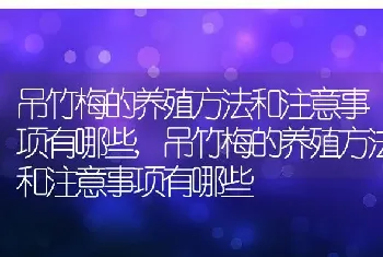 吊竹梅的养殖方法和注意事项有哪些