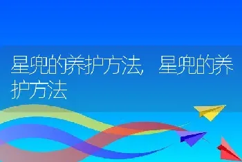 星兜的养护方法