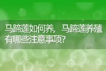 马蹄莲养殖有哪些注意事项