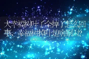 幸福树掉叶是啥原因