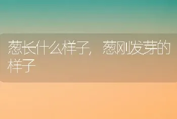 葱长什么样子