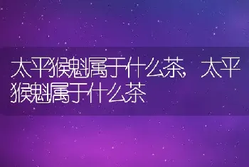 太平猴魁属于什么茶