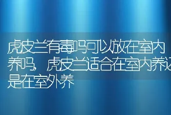 虎皮兰有毒吗可以放在室内养吗