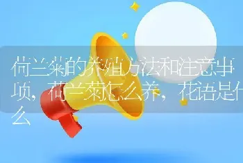 荷兰菊的养殖方法和注意事项