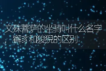 文殊菩萨的坐骑叫什么名字