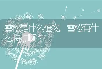 雪松有什么特点啊