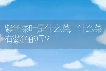 什么菜有紫色的子