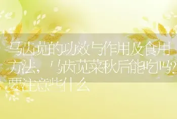 马齿苋菜秋后能吃吗要注意些什么