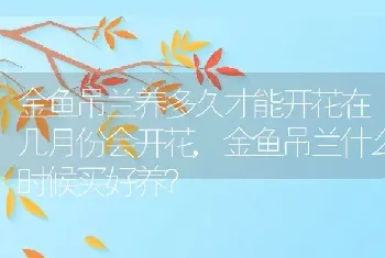 金鱼吊兰什么时候买好养