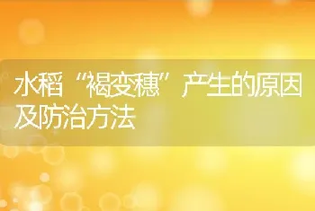 水稻“褐变穗”产生的原因及防治方法