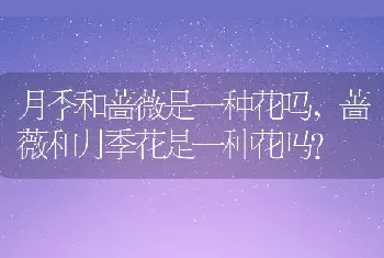 蔷薇和月季花是一种花吗