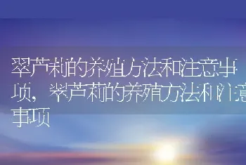 翠芦莉的养殖方法和注意事项