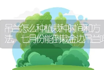 吊兰怎么种植栽种时间和方法