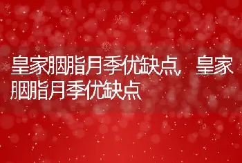 皇家胭脂月季优缺点