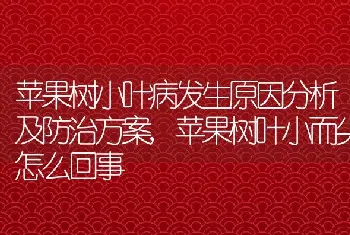 苹果树小叶病发生原因分析及防治方案