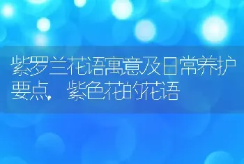 紫罗兰花语寓意及日常养护要点