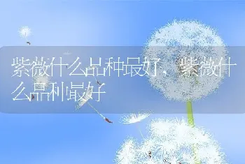 紫薇什么品种最好