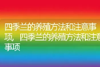 四季兰的养殖方法和注意事项