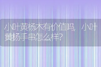 小叶黄杨手串怎么样