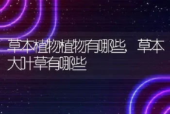 海棠花是什么样子的