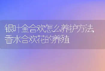 银叶金合欢怎么养护方法