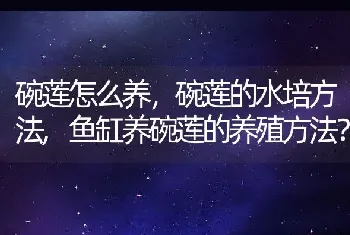 鱼缸养碗莲的养殖方法