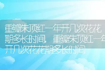 重瓣朱顶红一年开几次花花期多长时间