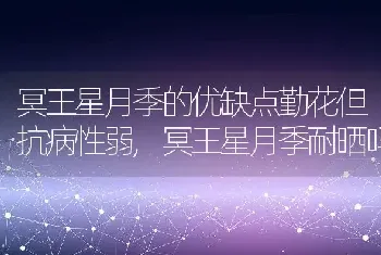 冥王星月季的优缺点勤花但抗病性弱