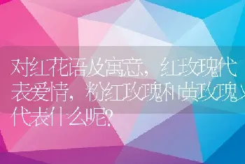 红玫瑰代表爱情