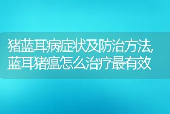 猪蓝耳病症状及防治方法