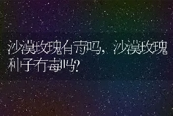 沙漠玫瑰种子有毒吗