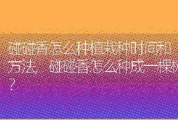 碰碰香怎么种成一棵树