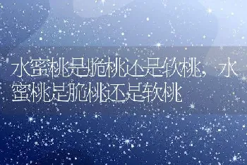 水蜜桃是脆桃还是软桃