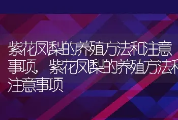 紫花凤梨的养殖方法和注意事项