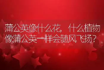 什么植物像蒲公英一样会随风飞扬