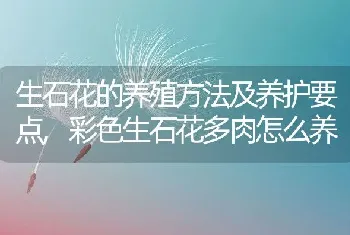 生石花的养殖方法及养护要点