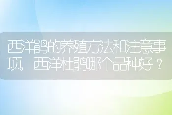 西洋杜鹃哪个品种好