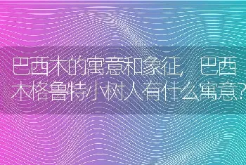 巴西木格鲁特小树人有什么寓意