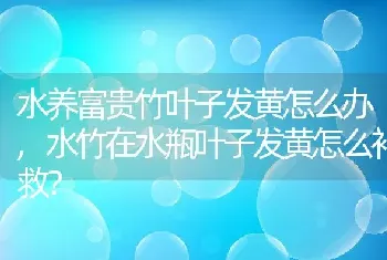 水竹在水瓶叶子发黄怎么补救