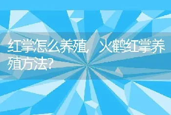 火鹤红掌养殖方法